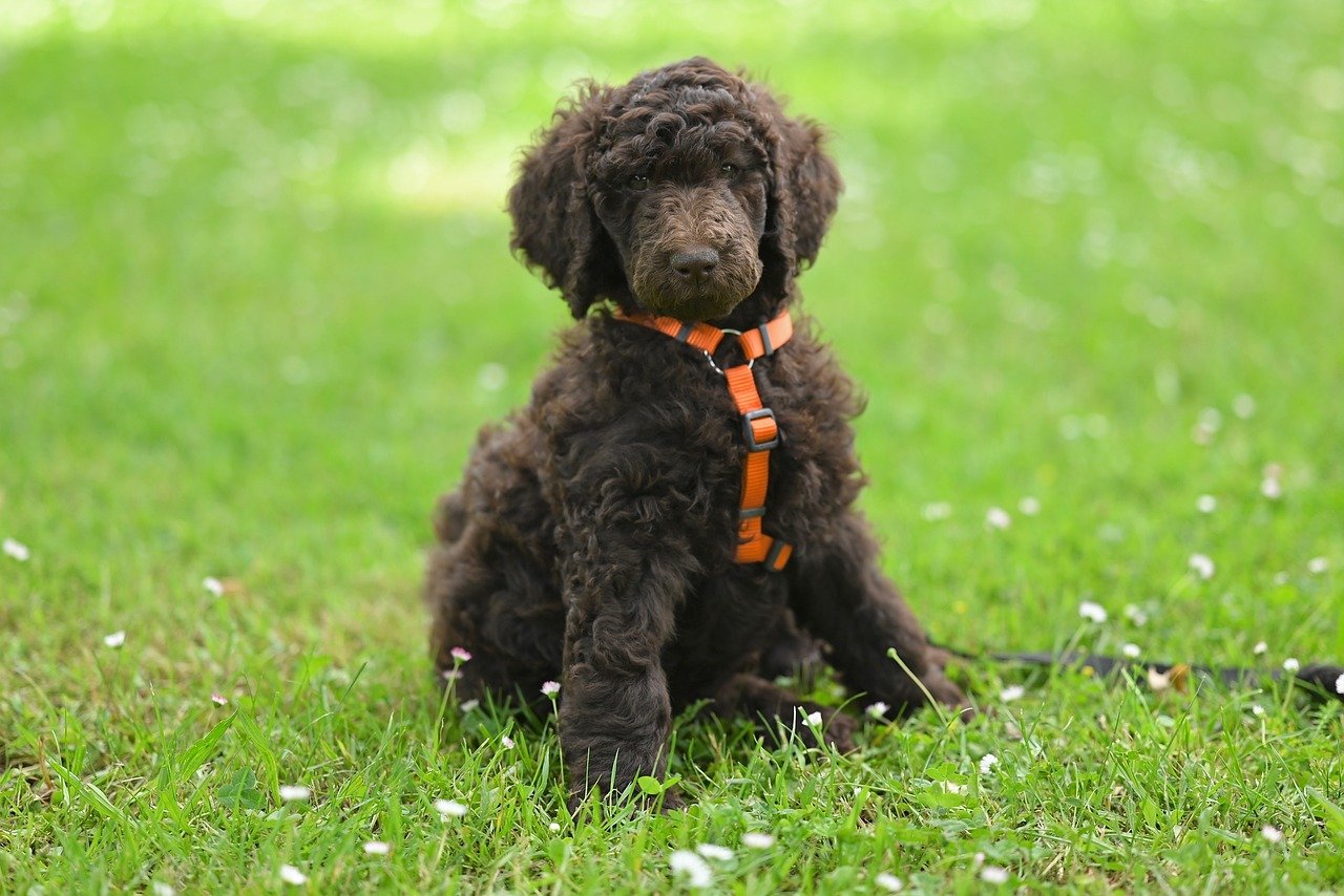 sitting-puppy-9641853_1280